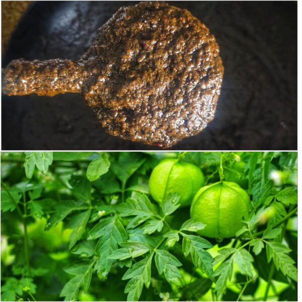 400 g-முடக்கத்தான் ஊறுகாய்( Balloon vine pickle)