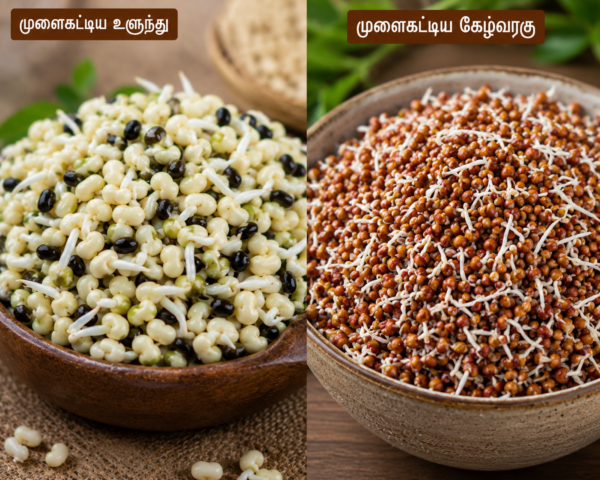 1/2 - முளைக்கட்டிய உளுந்து மற்றும் கேழ்வரகு மாவு( Sprouted black gram and finger millet flour) :
